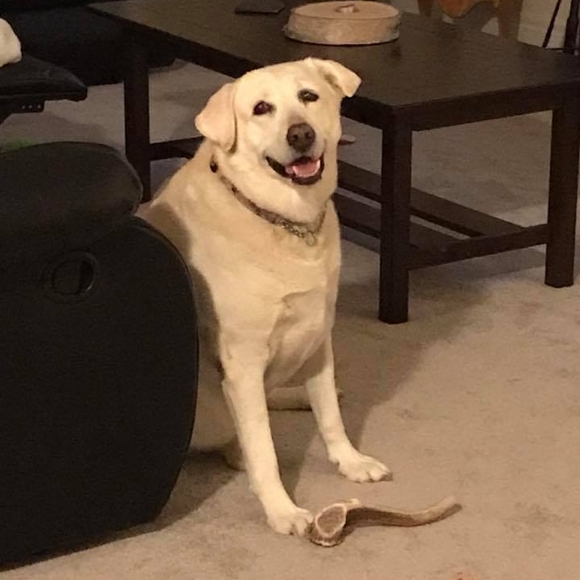 Meet your Posher, Robin - Picture 1 of 1